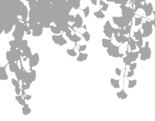 Shadow of a ginkgo tree branch on transparent background, symbolizing resilience, harmony, longevity. Great for wellness, mindfulness, and zen-inspired projects.