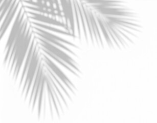Shadow of a palm tree on transparent background, iconic for summer, vacations, freedom. Ideal for tropical, sunny creative designs.