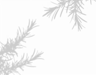 Fototapeta premium Shadow of a rosemary branch on transparent background, symbolizing memory, healing, Mediterranean freshness. Ideal for culinary and natural wellness projects.