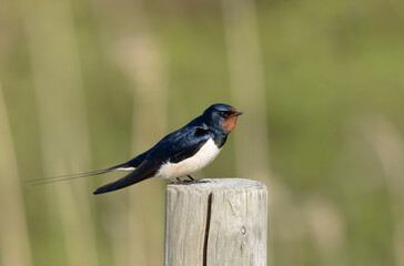 Barn Swallow Hirundo rustica in flight or perched
