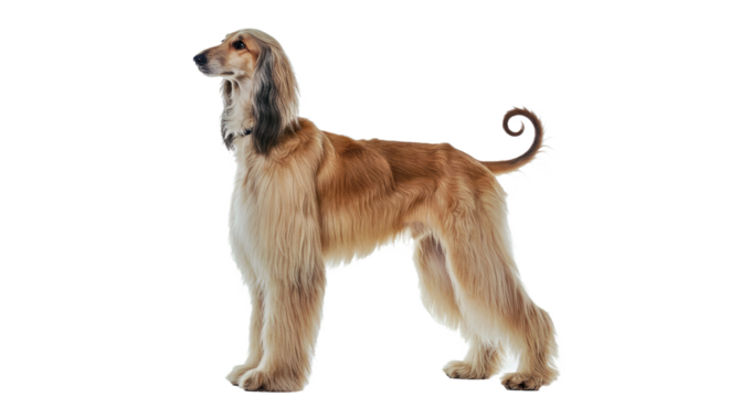 Alert and elegant Afghan Hound standing tall in full body profile. Features its long, flowing coat and refined appearance. Isolated on a white background.