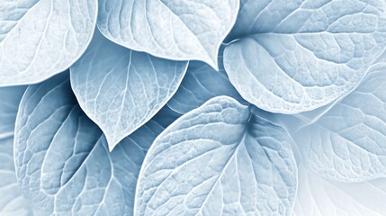Close up view of numerous pale blue leaves overlapping, exhibiting detailed vein patterns and a soft, diffused light. The image features a smooth texture and subtle color variations within the blue
