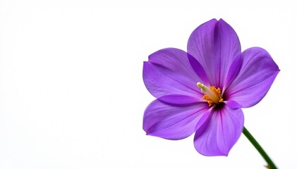 Single purple flower, isolated on white background, blossom, background, design