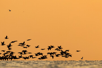 Silhouette of Great Cormorants in flight at Asker during sunrise, Bahrain