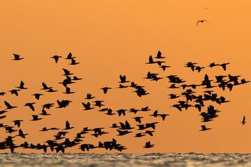 Silhouette of Great Cormorants in flight at Asker during sunrise, Bahrain