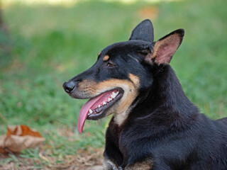 Portrait of a dog lying down