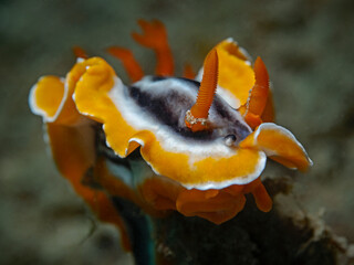 Magnificent Chromodoris, Dorid Nudibranch (Chromodoris magnifica)