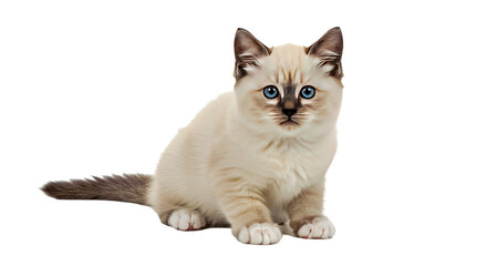 Fototapeta premium An adorable Birman kitten sits cutely, featuring soft fluffy fur, signature white paws (gloves), and bright blue eyes. Isolated on a white background.