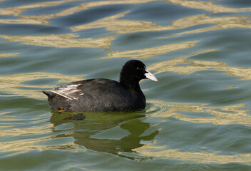 Common Coot at Buhair Lake, Bahrain