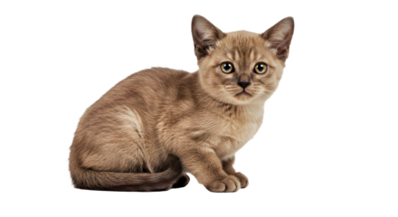 An adorable Burmese kitten sits cutely, featuring its soft, shiny coat and large, expressive round eyes. Young elegant feline isolated on white.