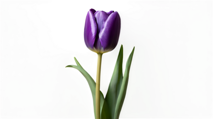 Vibrant Purple Tulip in Bloom: Close-Up of Elegant Spring Floral Beauty for Home Decor and Gift Ideas