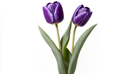 Naklejka premium Beautiful Purple Tulip Flower in Botanical Garden: Nature, Spring, and Floral Photography