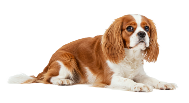 Calm Cavalier King Charles Spaniel lying down with a relaxed body and soft, gentle eyes. Full body toy spaniel isolated on a white background.