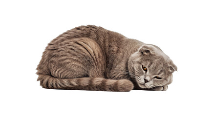 A calm Scottish Fold cat lies down with its soft coat and a relaxed, serene expression. Full body unique feline breed isolated on white.