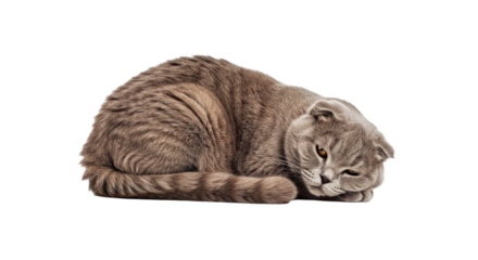 A calm Scottish Fold cat lies down with its soft coat and a relaxed, serene expression. Full body unique feline breed isolated on white.