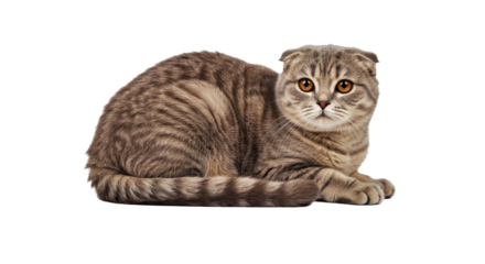 A calm Scottish Fold cat lies down with its soft coat and a relaxed, serene expression. Full body unique feline breed isolated on white.