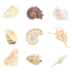 Oceanic shells of moluska murex, lambis, nautilus. Watercolor illustration. Spiral oceanic shells of the underwater world, isolated on a white background. For marine design and marine-style interior