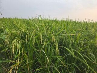 Lush green rice paddy fields under sunlight, showcasing agricultural beauty, a Vast green rice field under a clear blue sky, Lush green rice paddy fields under sunlight, showcasing agricultural beauty