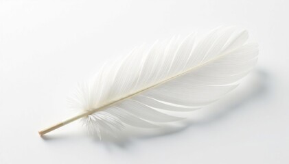 Obraz premium Close-up of pristine white feathers on stark white backdrop, delicate, undisturbed