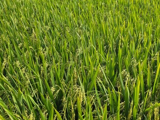 Lush green rice paddy fields under sunlight, showcasing agricultural beauty, a Vast green rice field under a clear blue sky, Lush green rice paddy fields under sunlight, showcasing agricultural beauty
