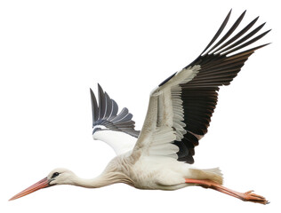 PNG Elegant stork in flight
