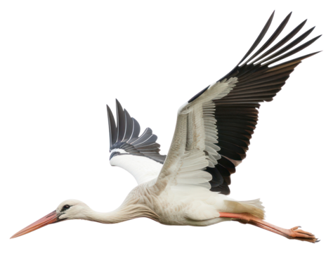 PNG Elegant stork in flight