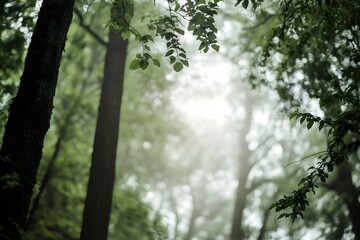 Fototapeta premium sun rays in the forest