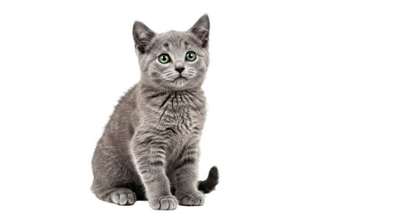 Fototapeta premium An adorable Russian Blue kitten sits cutely, showcasing its plush silvery fur and big, curious green eyes. Elegant young feline isolated on white.