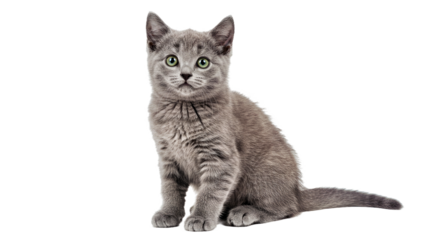 An adorable Russian Blue kitten sits cutely, showcasing its plush silvery fur and big, curious green eyes. Elegant young feline isolated on white.