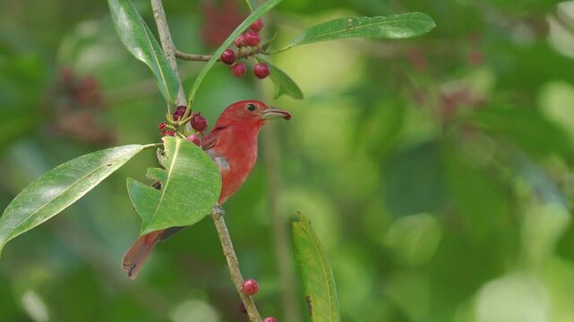 A male Summer Tanager (Piranga rubra) eats seeds while perched on a branch, then turns gracefully. Its bright red plumage stands out vividly against the lush green background.