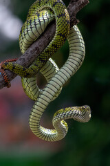 Beautiful close up of a Trimeresurus sumatranus