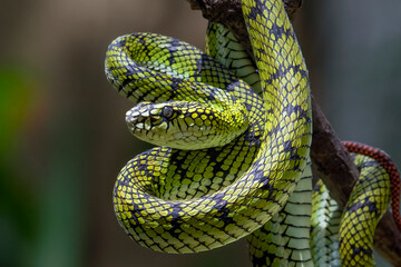 Beautiful close up of a Trimeresurus sumatranus