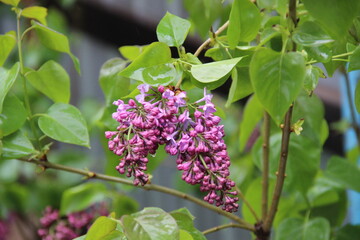 branch of bright purple lilac gaining color at spring dacha, fragrant blooms with fresh green leaves against blue sk
