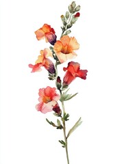Watercolor snapdragon flower branch, gentle, elegant on white background 