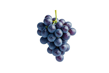 Fototapeta premium Freshly Harvested Cluster of Juicy Dark Purple Grapes Isolated on a Clean Background