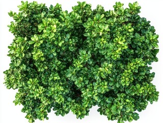 Large woodland trees are displayed from a top view against transparent white backgrounds