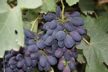 macro photo of ripe black grape bunches on vine with vibrant green leaves at sunny dacha garden,...