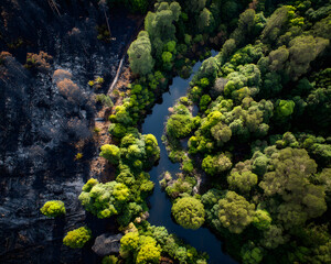 A striking contrast of charred land and vibrant forest, reflecting nature's resilience.