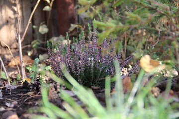 pink heather in full bloom across countryside fields, vibrant summer floral landscape with natural wild beauty
