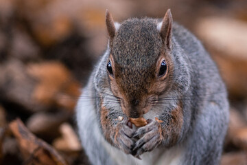 Squirrel