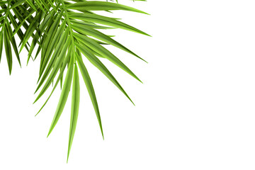 palm tree isolated on white