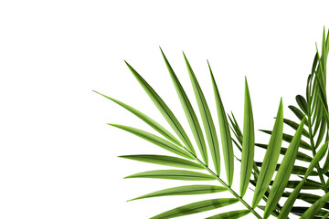palm leaf isolated on white