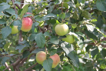 apples on tree sunny summer day on dacha
