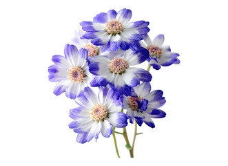 Obraz premium Cineraria