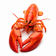 Lobster isolated on white background