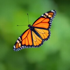 Fototapeta premium Monarch Butterfly in Flight: Vibrant Wings Against Lush Green