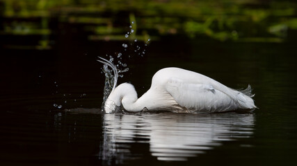 Little Egret in fishing in a lake plunging her head in the water. Egretta garzetta, Touraine, Indre...