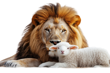 Powerful lion and gentle lamb together symbolize peace harmony and unity on clean white background