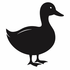 duck on white background