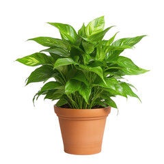 Lush Green Spathiphyllum in Pot: A vibrant, healthy spathiphyllum, its glossy, emerald leaves cascading gracefully, fills a rustic terracotta pot.